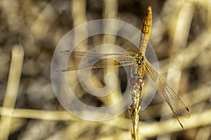 Elegance on Wings: Dragonfly Poise