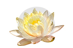 elegance yellow water lily lotus flower isolated white background with clipping path. beauty flora blooming multi layer