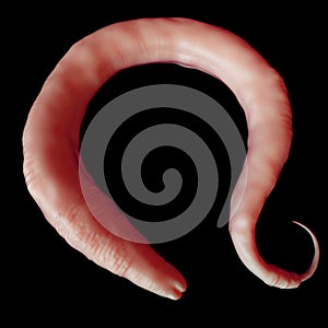 The elegans worm photo