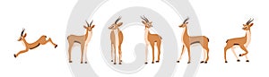 Elegant african antelope. Set of gazelles with horns on white background. Mammal animal. Vector illustration in flat