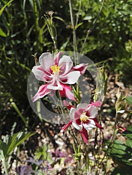 Elegant Aquilegia vulgaris `Crimson Star` in springtime