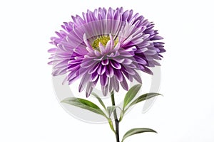 Elegant Aster Flower Silhouette PNG A Stunning VectorBased Image for Design Projects Graphics and Web Use photo