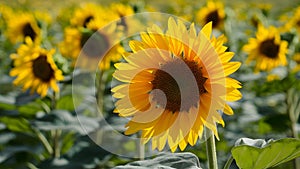 Elegant background accentuates the beauty of bright sunflower
