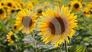 Elegant background accentuates the beauty of bright sunflower photo