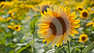 Elegant background accentuates the beauty of bright sunflower photo
