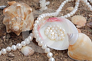 Elegant background with pearls and sea cockleshell