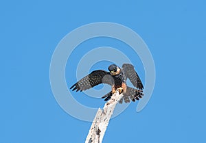 Elegant Bat Falcon stretching its wings and preening on a snag