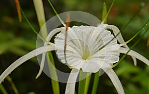 Elegant beach spider lily flower captured in exquisite detail, adorned with dew.