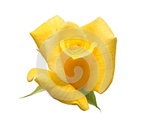 Elegant and beautiful creative floral composition. Yellow rose head flower isolated on a white background