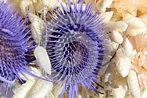 Elegant and beautiful dried thistle flowers