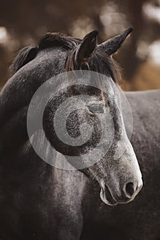 Elegant beautiful young gray trakehner mare horse in autumn landscape