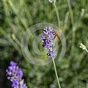 Elegant bee exploring lavender\'s allure on a sunny day