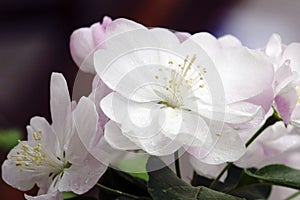 Elegant begonia flowers bloom all over the branches.