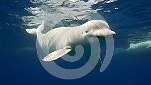 Elegant beluga whale gracefully swims underwater showcasing playful movements and beaut. Concept