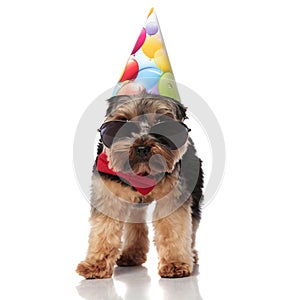 Elegant birthday yorkshire terrier wearing sunglasses standing