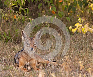 The elegant Black-backed Jackal