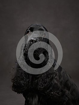 An elegant black dog looks off-camera, a portrait of grace photo