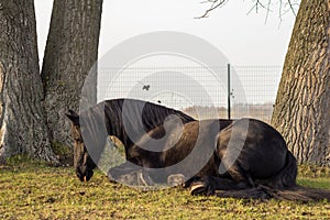 Elegant black frisian horse sitting in the grass