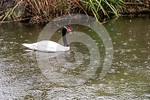 Elegant Black-Necked Swan Gliding on Rainy Water