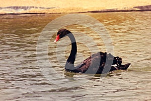 Elegant BLACK SWAN BIRD Swimming over Al-Qudra Lake,Dubai-UAE.on 21 JULY 2017.