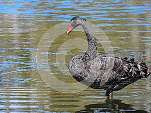 Elegant Black swan at Jells park lake
