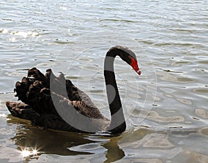 Elegant black swan with the long neck in the pond