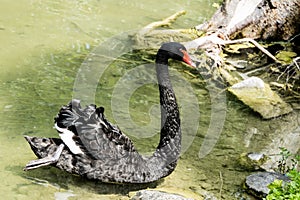 Elegant black swan in a pond