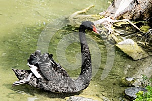 Elegant black swan in a pond
