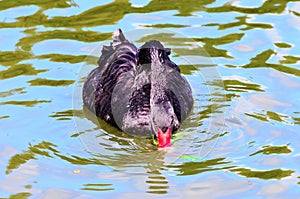 Elegant Black Swan on the water