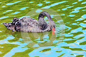 Elegant Black Swan on the water