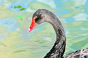 Elegant Black Swan on the water