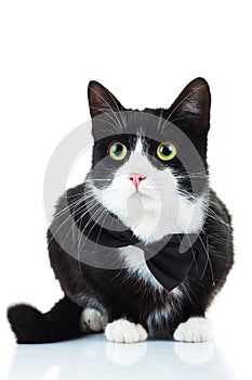 Elegant black and white cat wearing bowtie