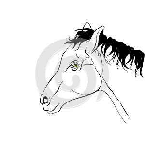 Elegant black and white silhouette horse with realistic green eyes.