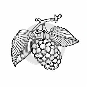 Elegant Blackberry Branch: Graphic Black Outlines And Monochromatic Imagery