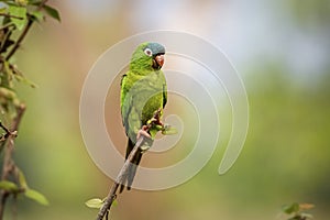 Elegant Blue-crowned Parakeet, , Pantanal Wetlands, Mato Grosso, Brazil