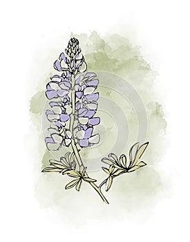 Elegant blue lupine flower branch with leaves in a watercolor style on a green watercolor background for design