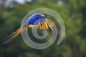 Elegant Blue-and-yellow macaw in flight, Amazonia, San Jose do Rio Claro, Mato Grosso