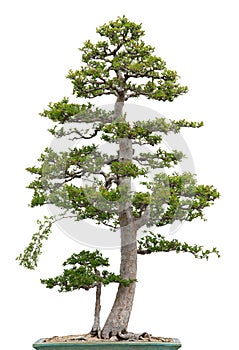 Elegant bonsai elm tree on white background