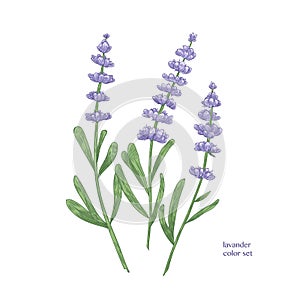 Elegant botanical drawing of lavender flowers and green leaves. Beautiful flowering plant hand drawn on white background