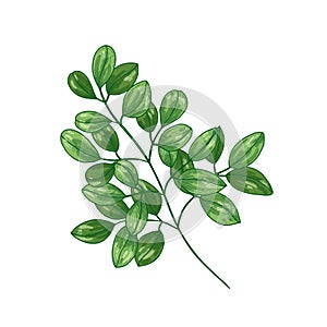 Elegant botanical drawing of Miracle Tree or Moringa oleifera. Tropical herbaceous plant used in phytotherapy isolated