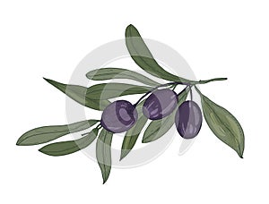 Elegant botanical drawing of olive or Olea Europaea tree branch with leaves and black fruits or drupes isolated on white