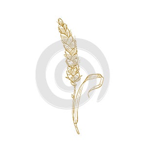 Elegant botanical drawing of wheat ear or spikelet. Cultivated cereal plant, grain or crop hand drawn with contour lines