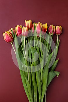 Elegant bouquet of beautiful fresh tulips on a burgundy background