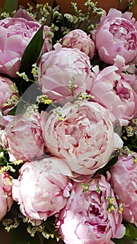 Elegant bouquet of a lot of peonies of pink color close up