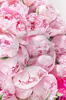 Elegant bouquet of a lot of peonies of pink color close up. Beautiful flower for any holiday. Lots of pretty and