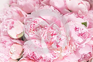 Elegant bouquet of a lot of peonies of pink color close up. Beautiful flower for any holiday. Lots of pretty and