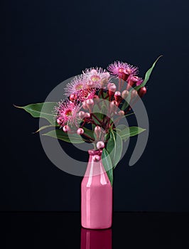 Elegant bouquet of vivid pink Eucalyptus flowers in a pink vase