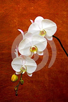 Elegant branch of classic white phalaenopsis orchids on dark grunge background 