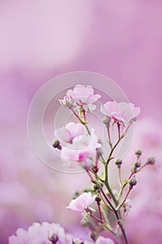 An elegant branch with flowers of a blooming delicate pink rose