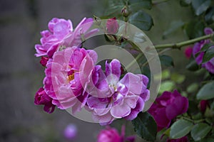 Elegant Branch of Lush Pink Roses
